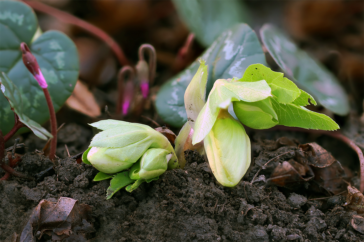 IMG_0959B_Radius8_Smoothing4_