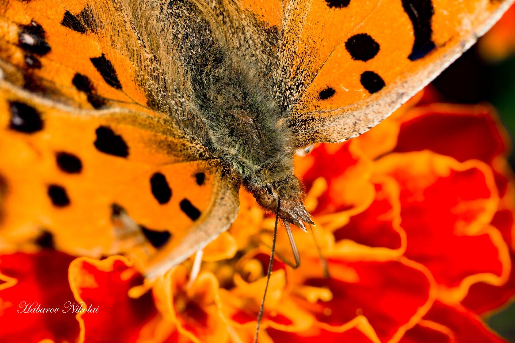 IMG_20220926_2143461