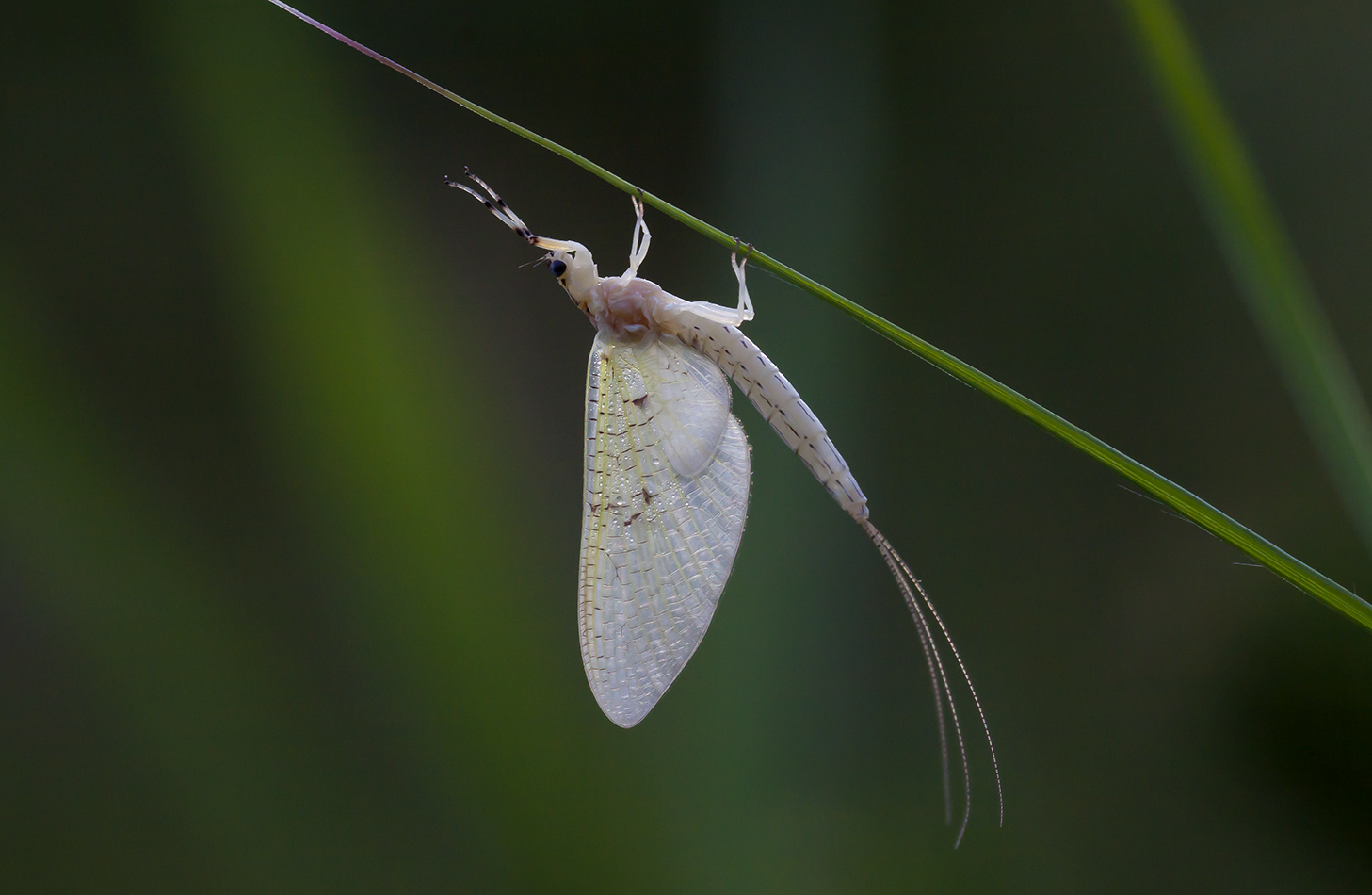IMG_3556_r