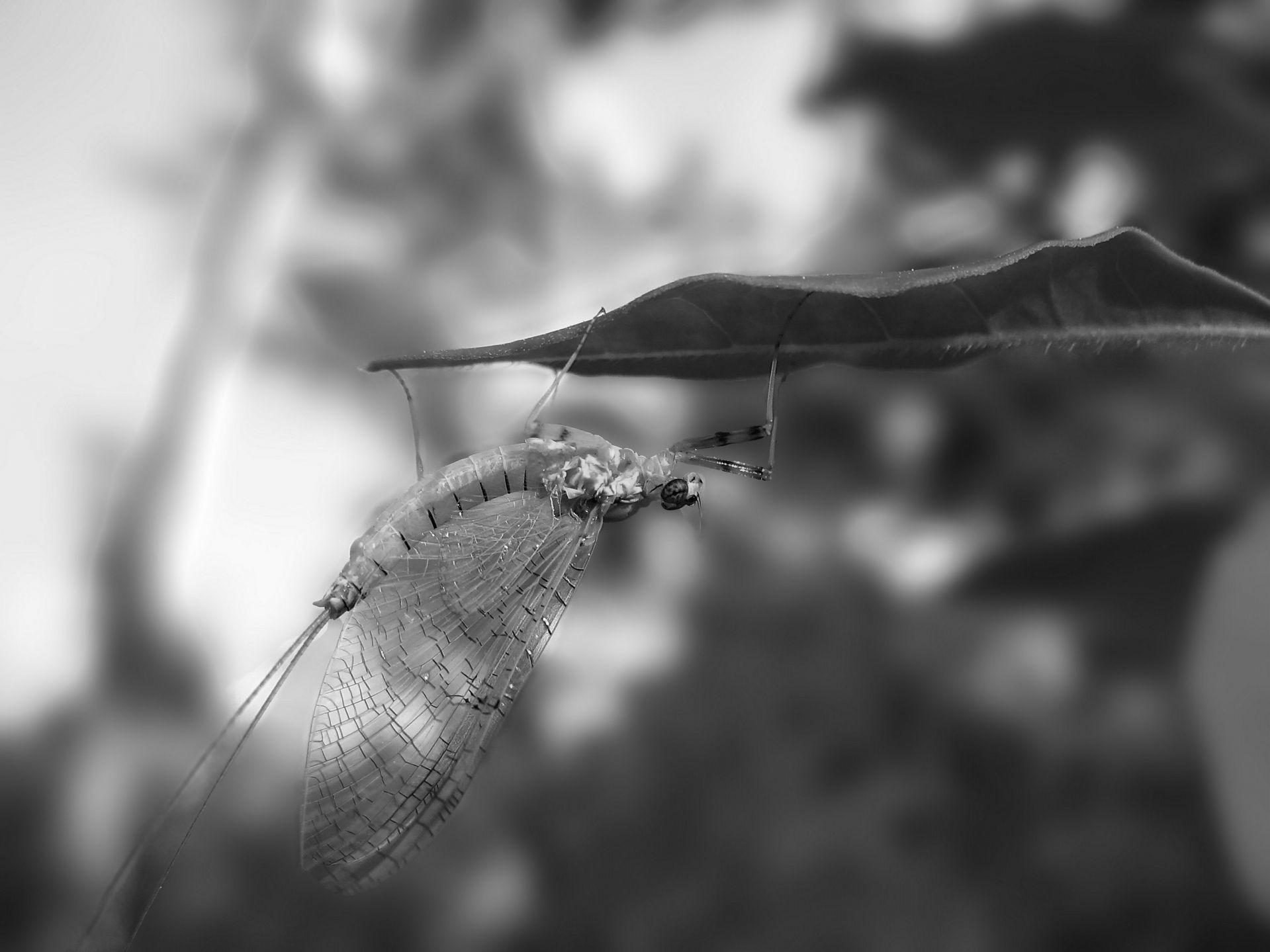 IMG_9324_copy