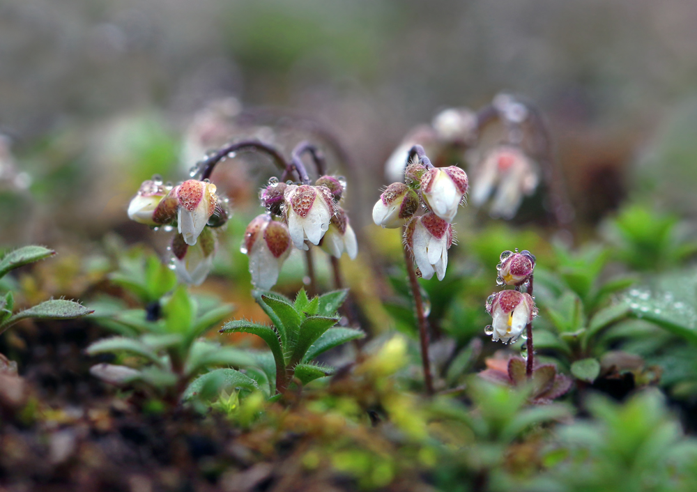 -_Erophila_verna_IMG_4460_