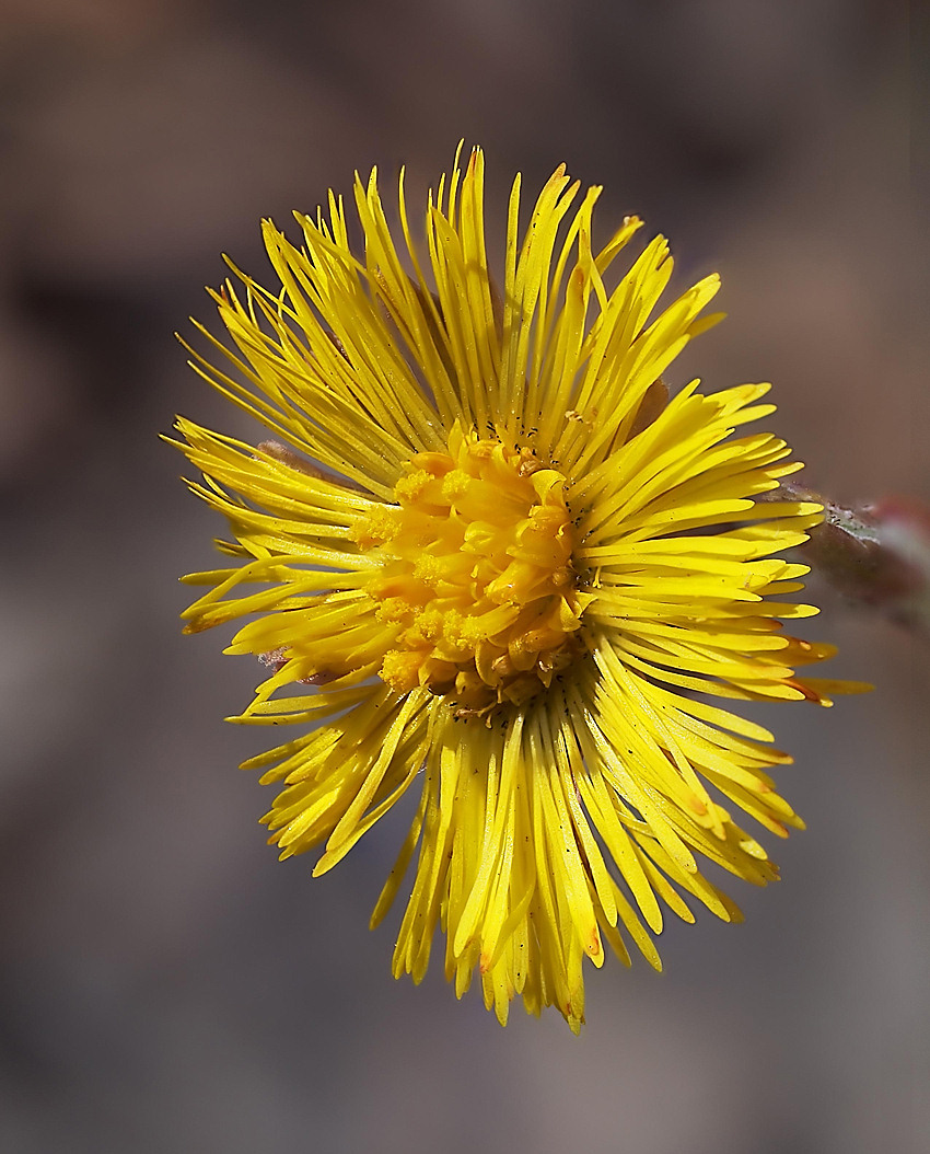 0296_Coltsfoot_s10HF