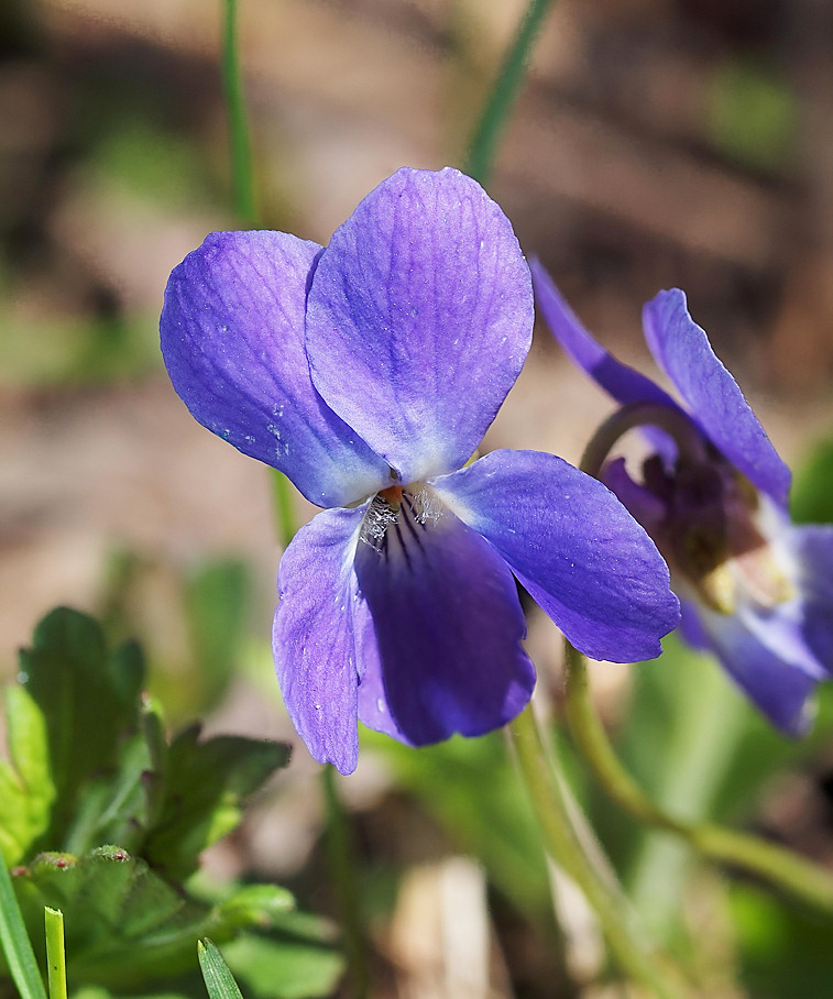 0300_Violet_s11