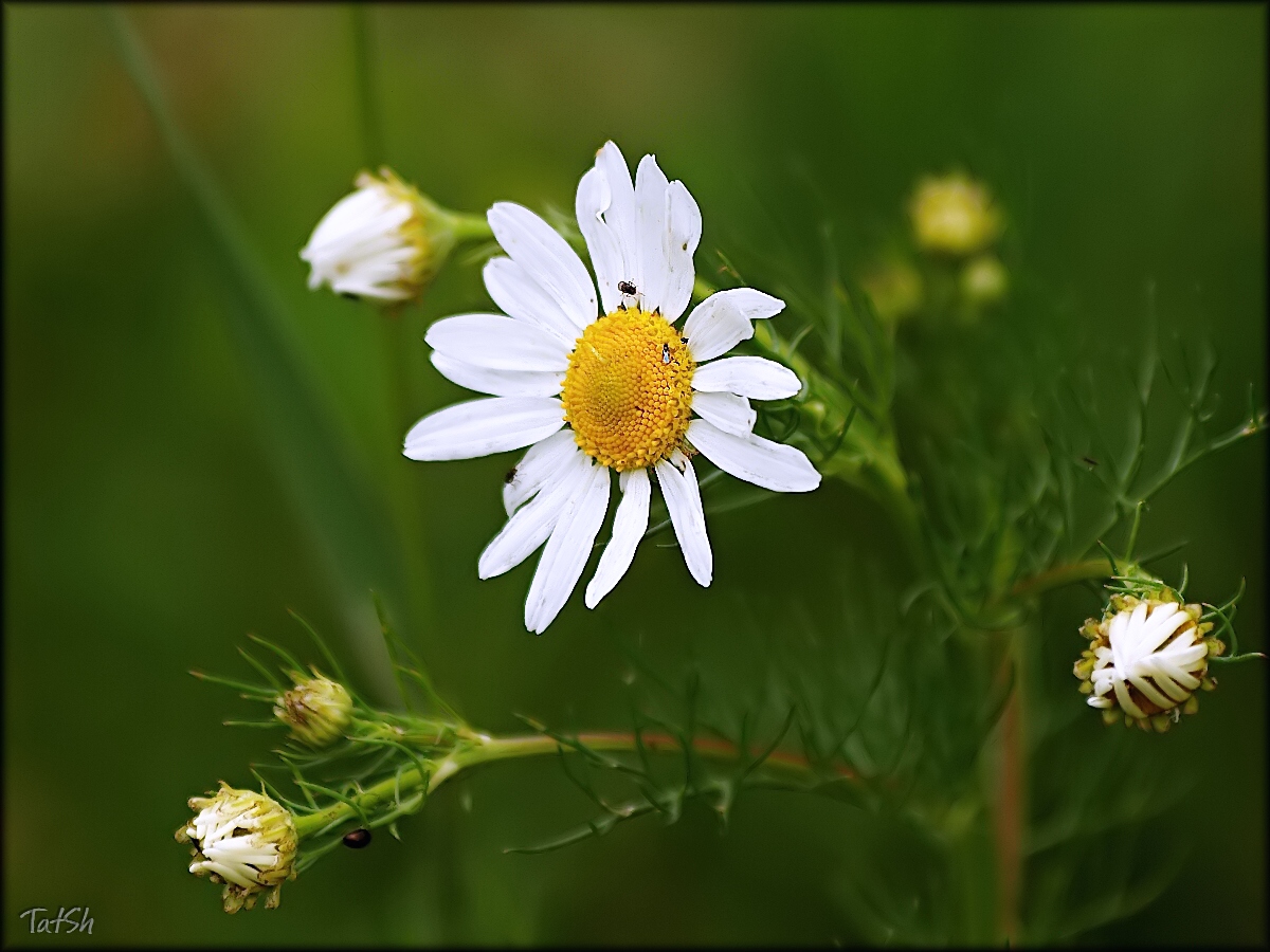 0_6c386_9318638b_orig