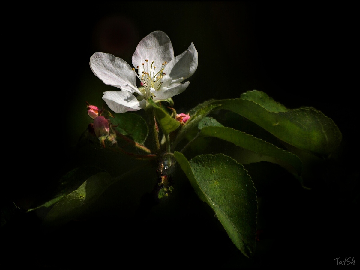 0_6fc55_55ce44e6_orig