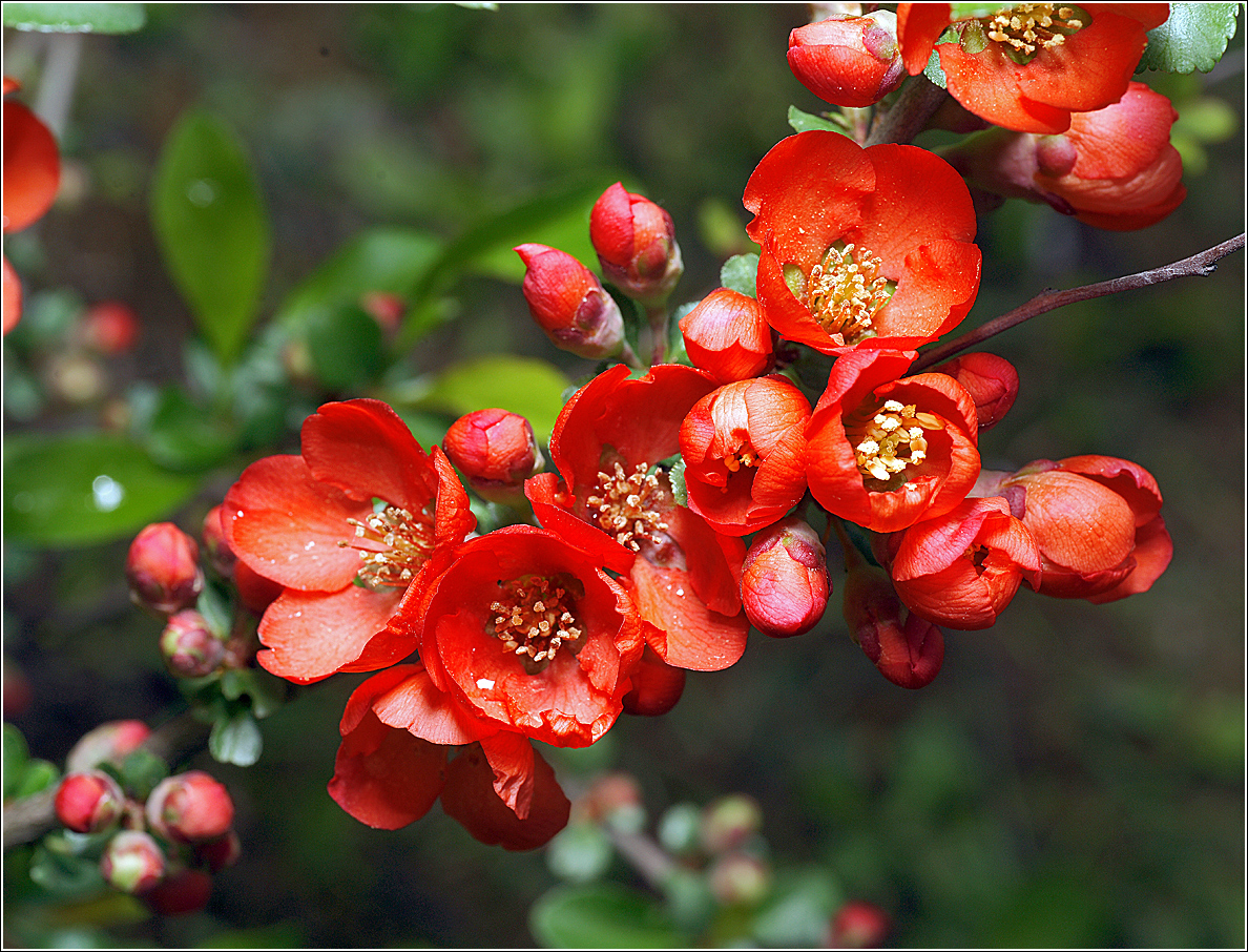 1-Chaenomeles-japonica-