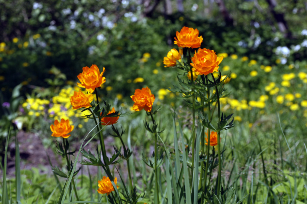 1024_Trollius_asiaticus_L_