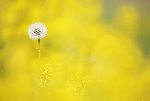 10610474_530935380341615_8511027783782177851_n