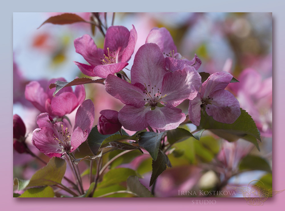 13_05_14_IMG_3125_1000_741_