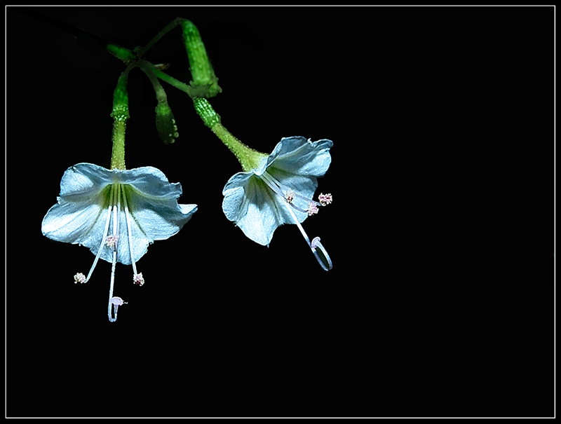 2007_1118telaviv0013