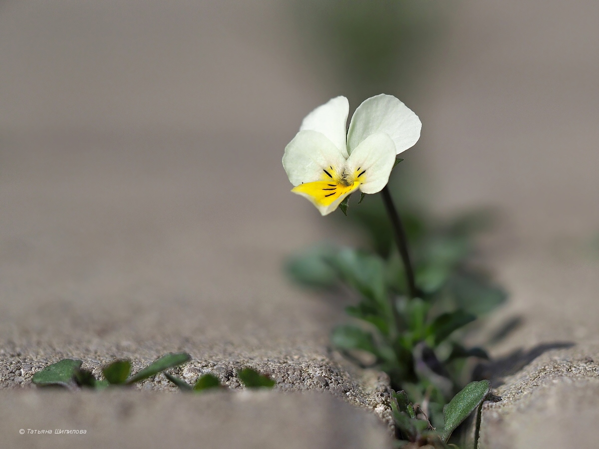 2018-04-29_13-26-44_4