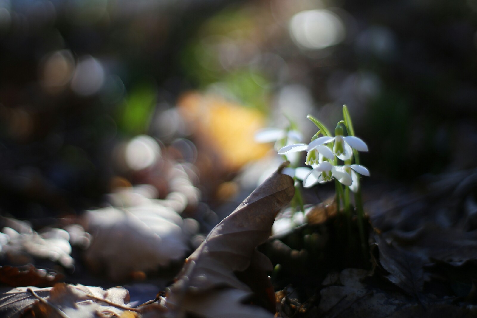 20180308122113_IMG_9124-01-01-1600x1067