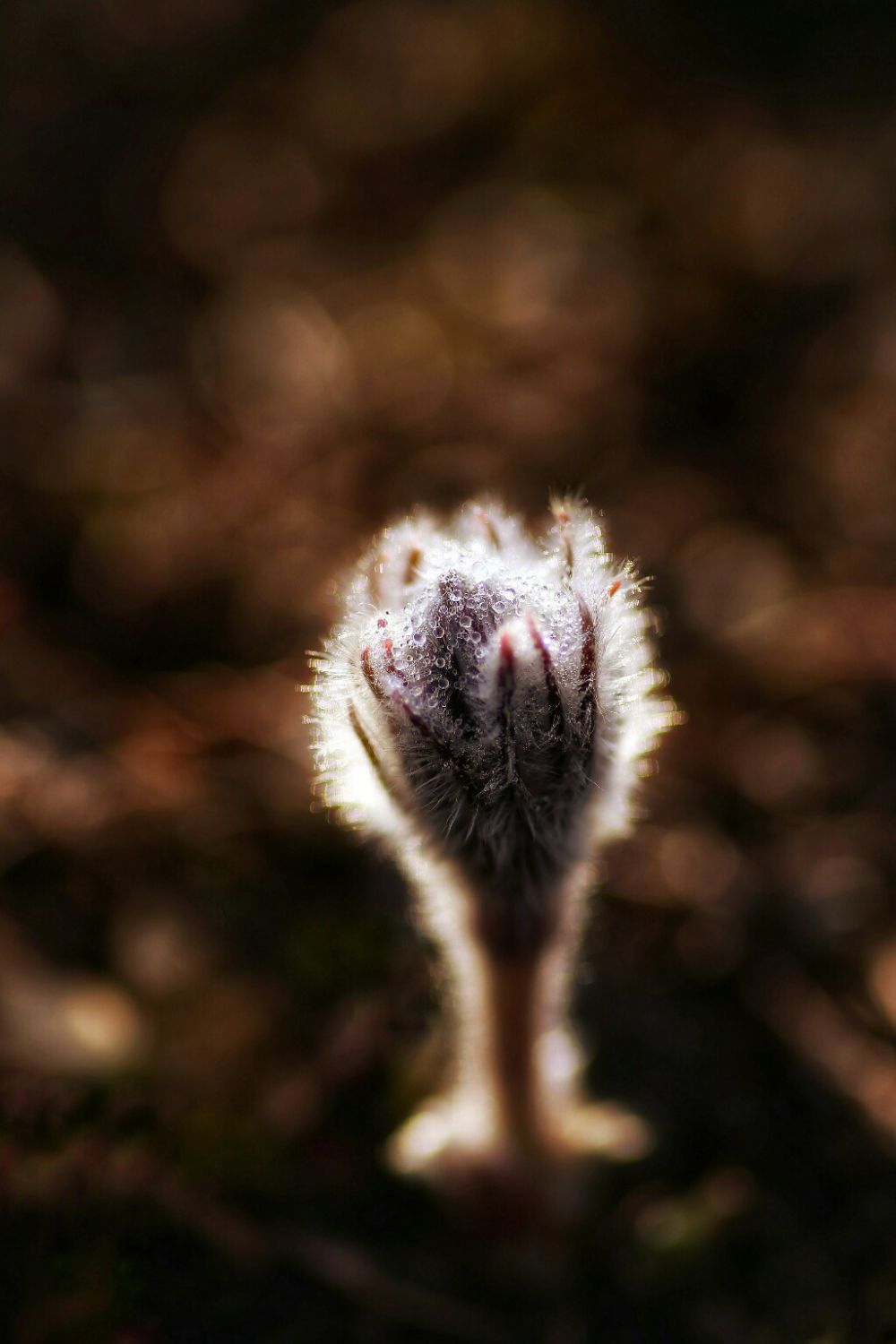 20180312093431_IMG_9365-01-02-1024x1536