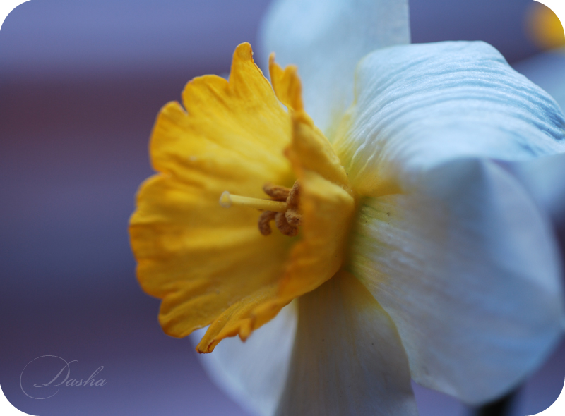 2477700341_e78f6bfe54_o