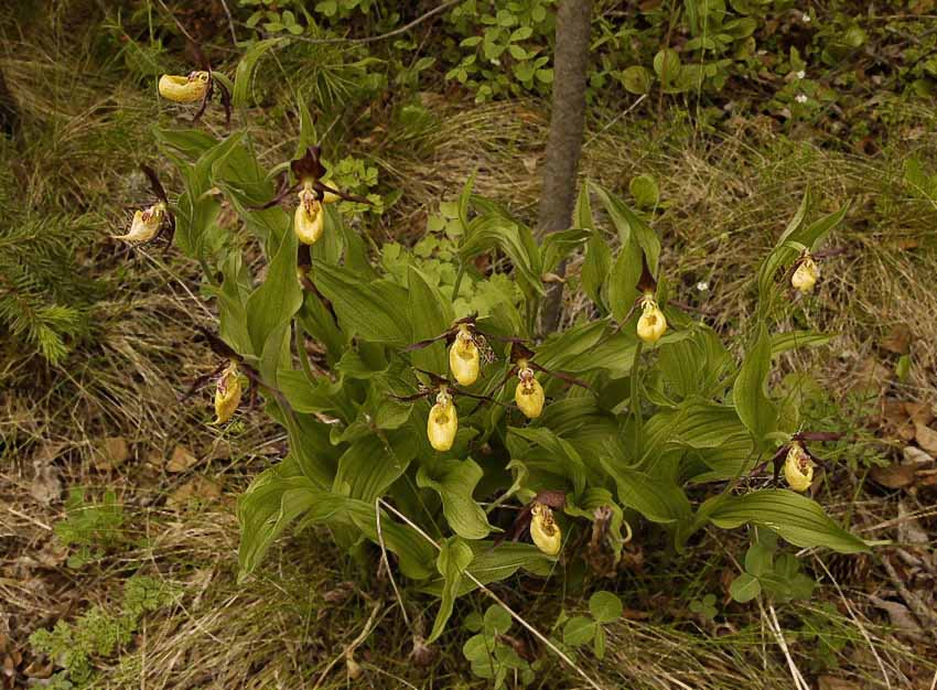 2Cypripedium_calceolus_1-Aldan