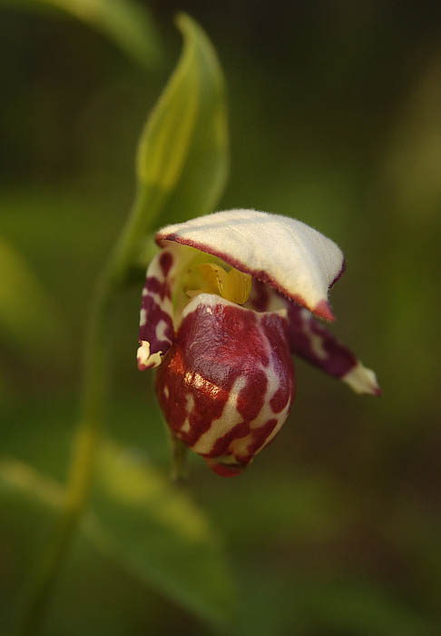 2Cypripedium_guttatum