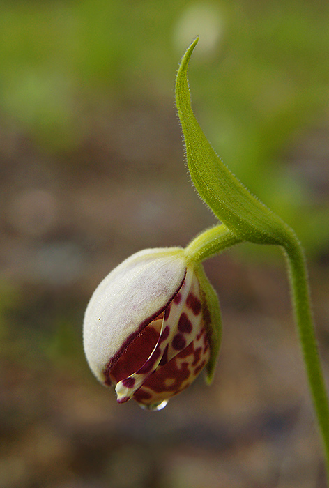 2Cypripedium_guttatum8985