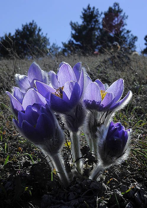 2Pulsatilla_taurica_5970