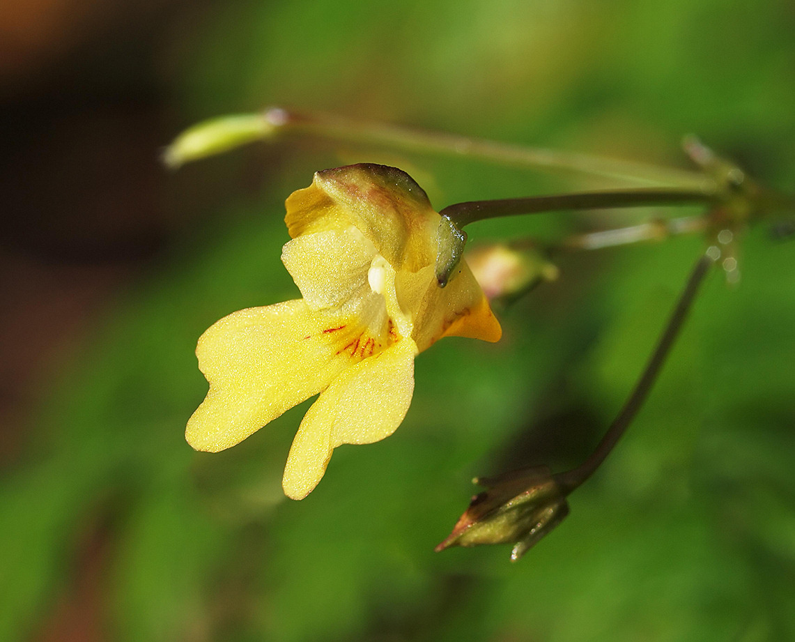 999_Impatiens_Parviflora_s4