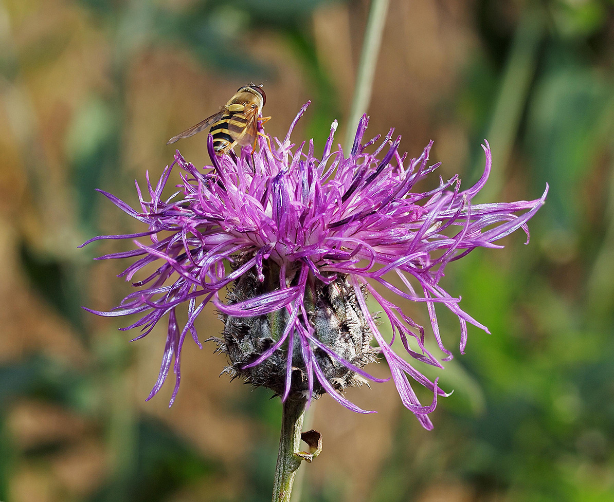 A51_Centaurea_Jacea_s6