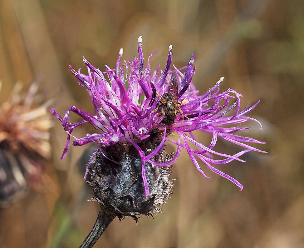 A54_Centaurea_Jacea_s5