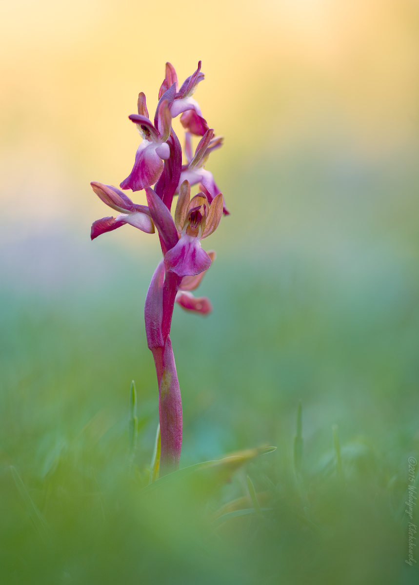 Anacamptis-collina