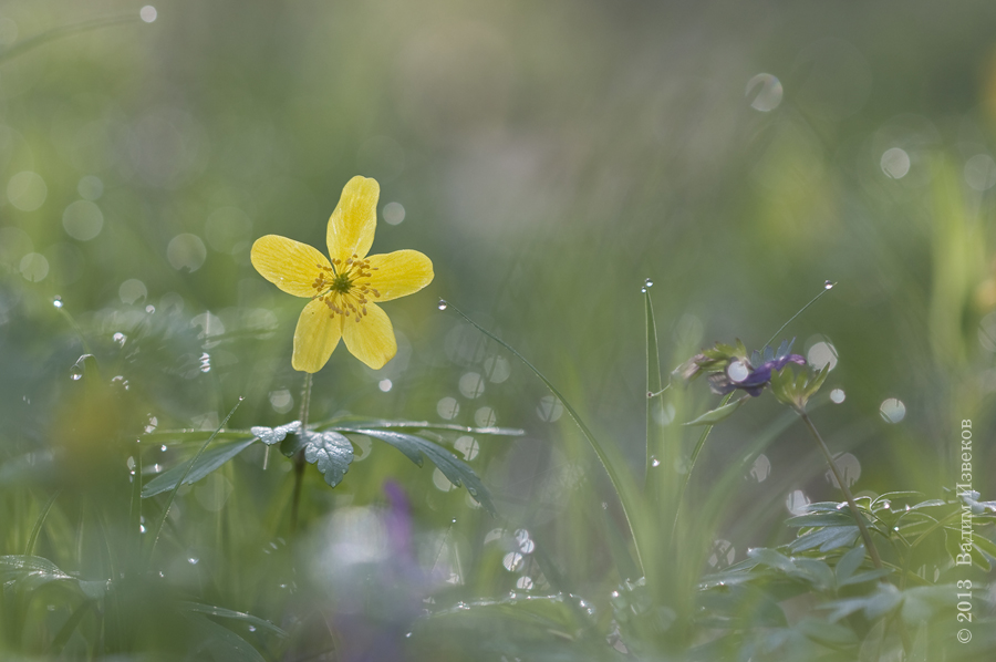 Anemone_ranunculoides