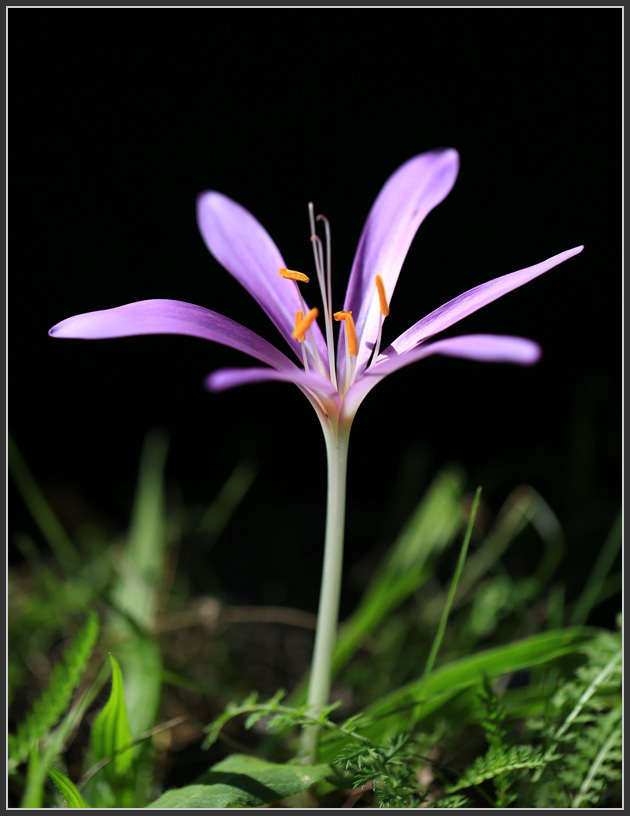 BU7A0247_1_22September2015_Alexander_Zelenko