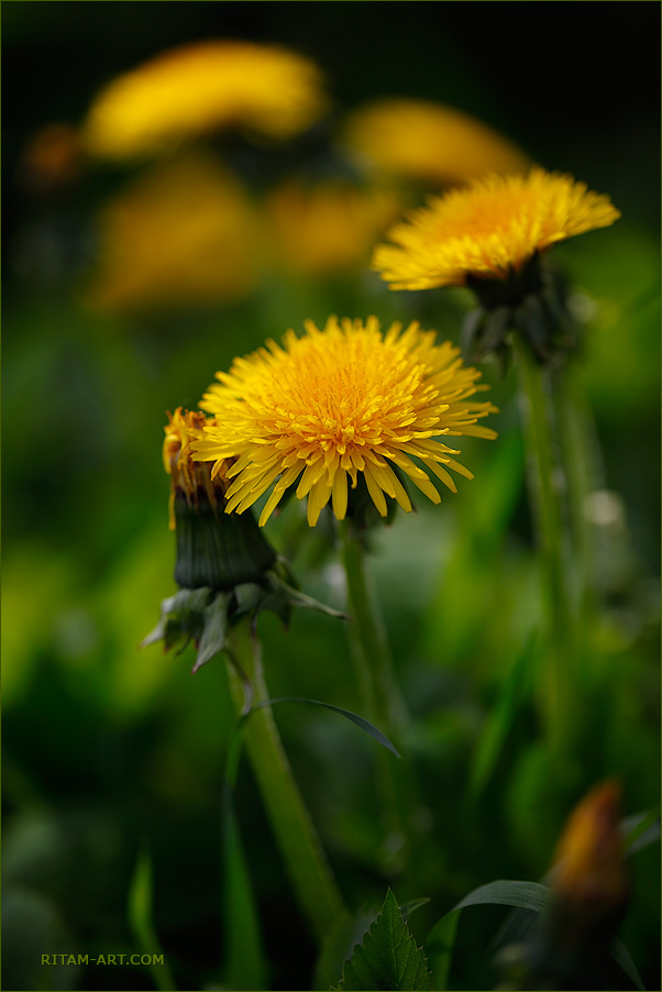 Blooming-Suns_Dandelions_Ritam-W