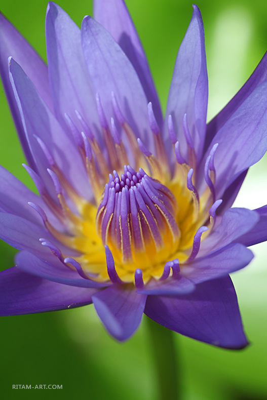 Bogatstvo-Sveta_Ritam