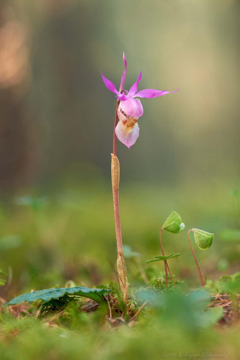 Calypso-bulbosa_06