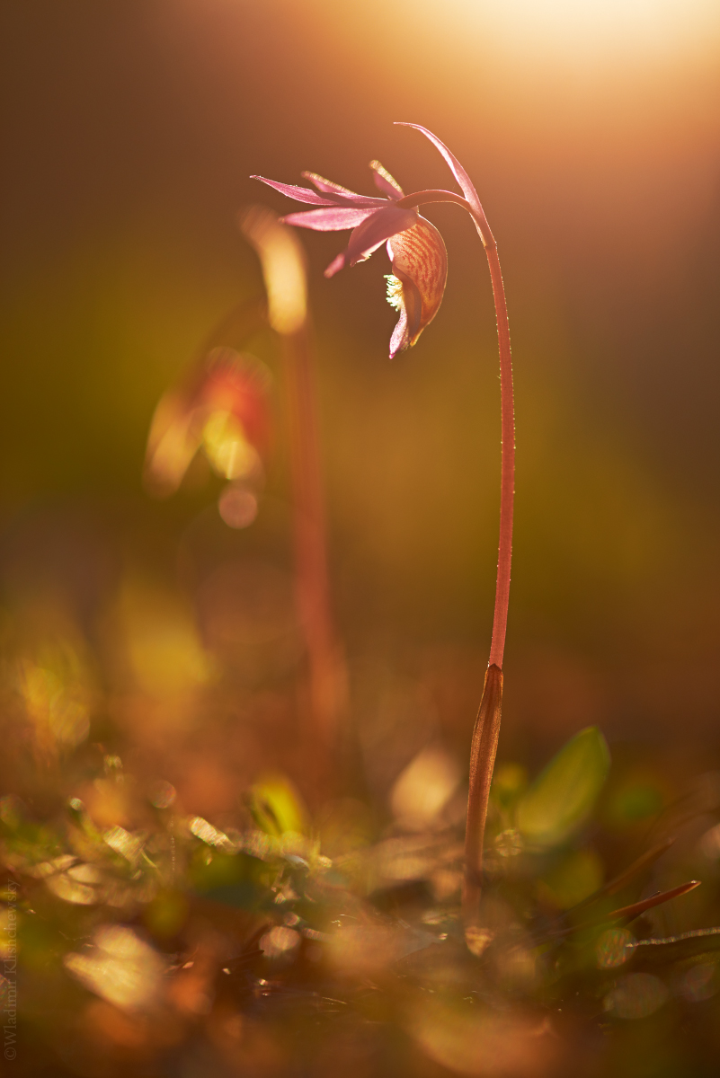 Calypso-bulbosa_22