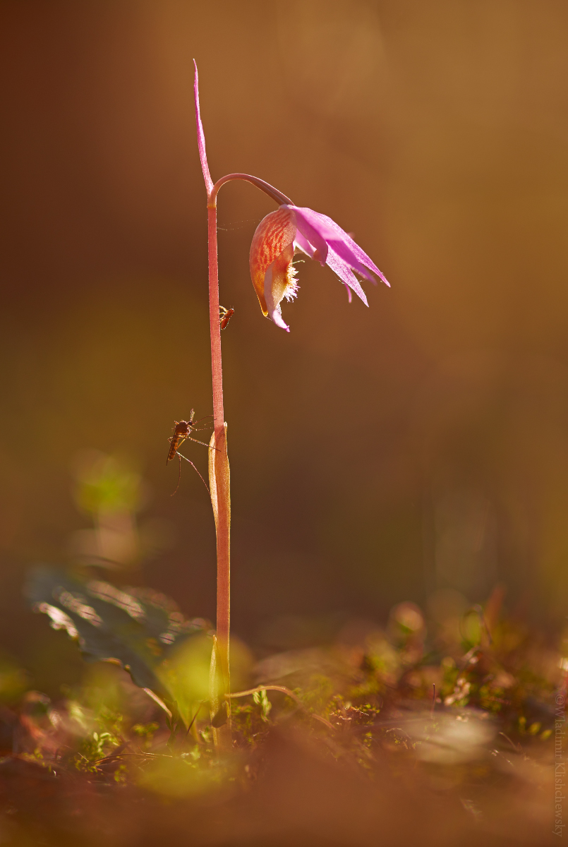 Calypso-bulbosa_4