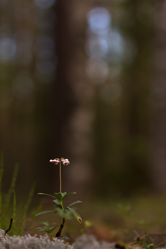Chimaphila_umbellata24a