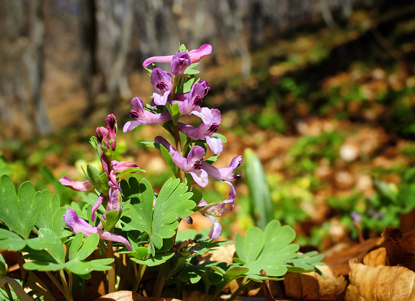 Corydalis_0671