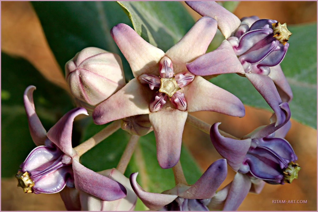 Courage-Flower_Ritam-1280