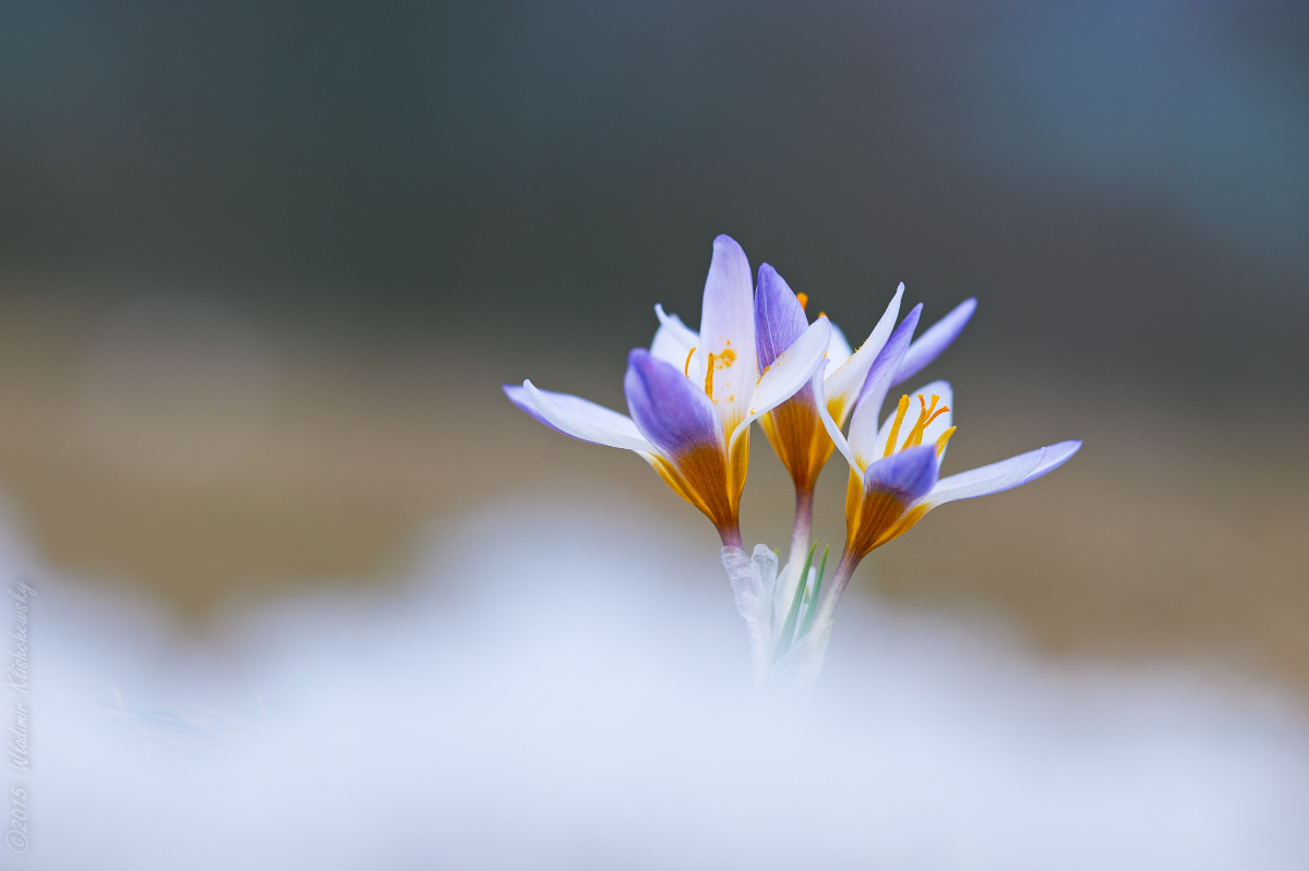 Crocus-tauricus_4