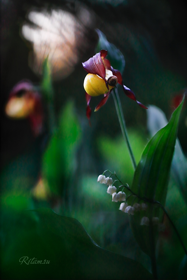 Cvety_Liubvi_-_Ritam_W1