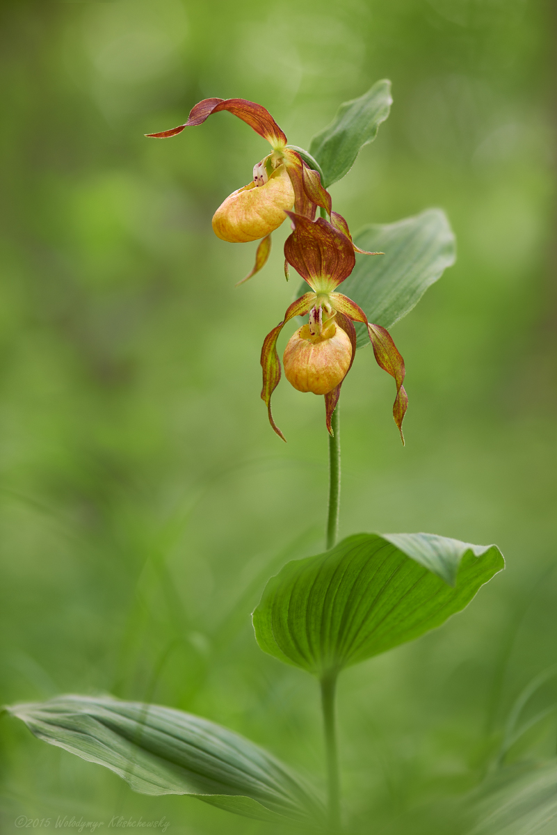 Cypripedium-calceolus_04