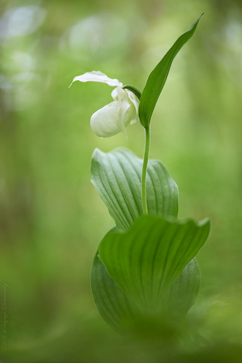 Cypripedium-macranthos-var_-albiflorum_01