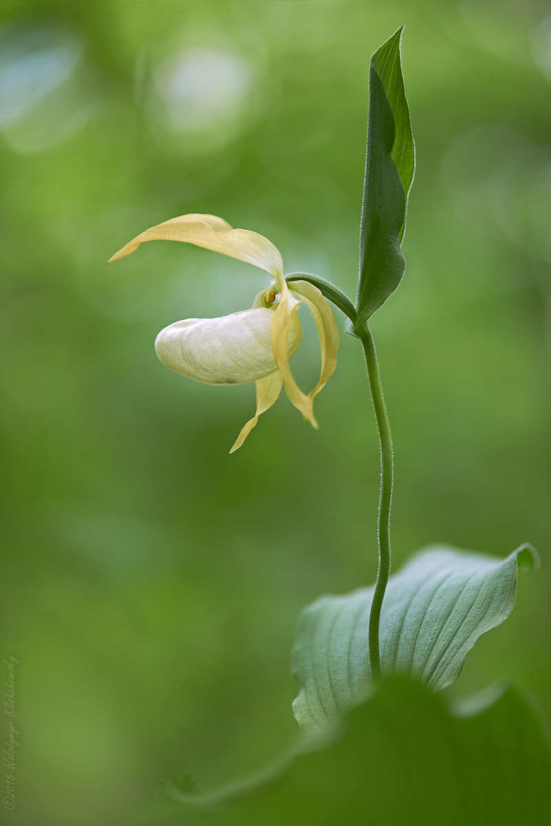 Cypripedium-ventricosum_02