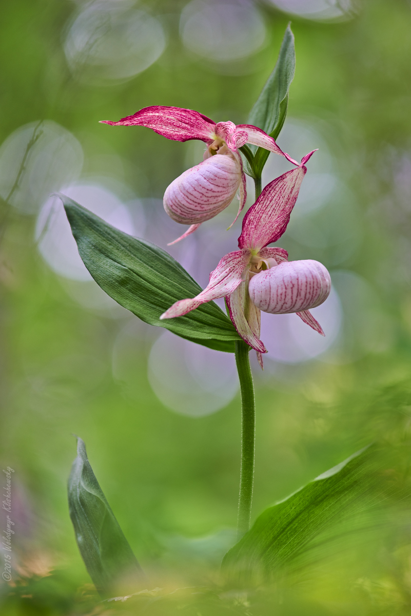 Cypripedium-ventricosum_04