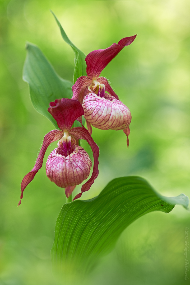 Cypripedium-ventricosum_05