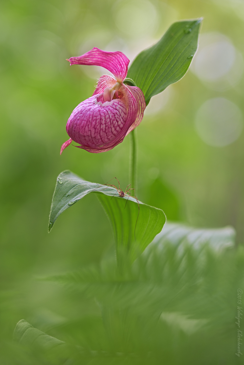 Cypripedium-ventricosum_08