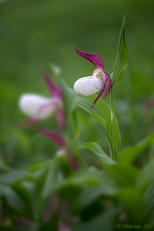 Cypripedium-ventricosum_IMG_1845_3_800pcs