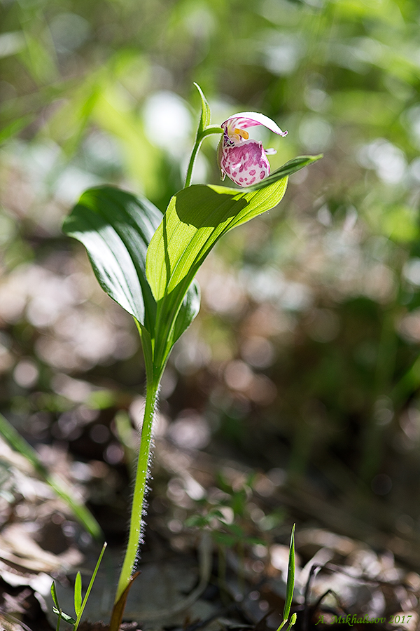 Cypripedium_guttatum_IMG_1504_2_900pcs