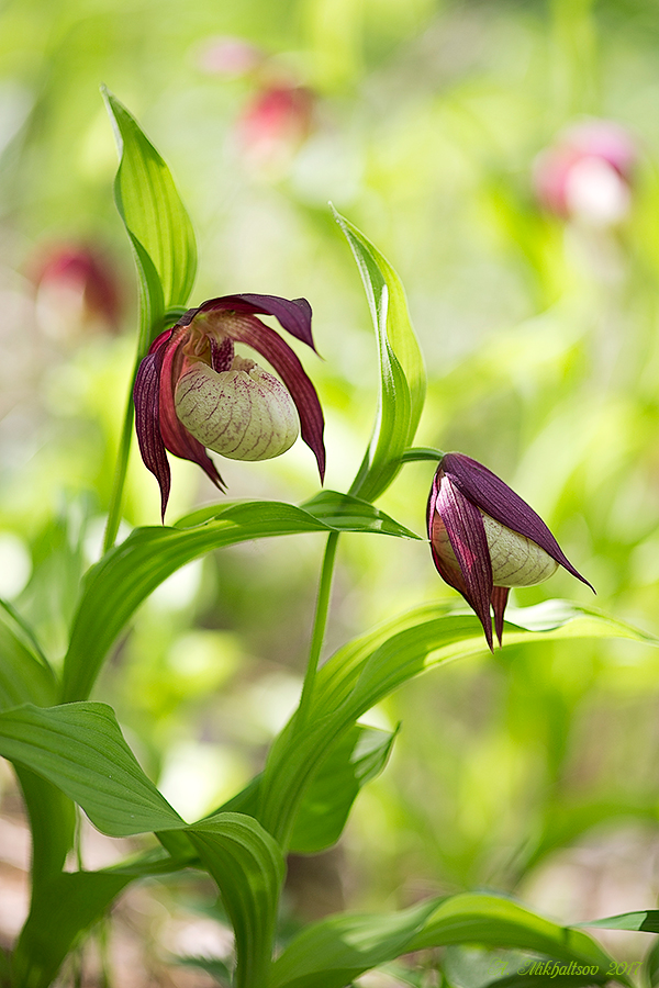 Cypripedium_ventricosum_IMG_2251_2_900