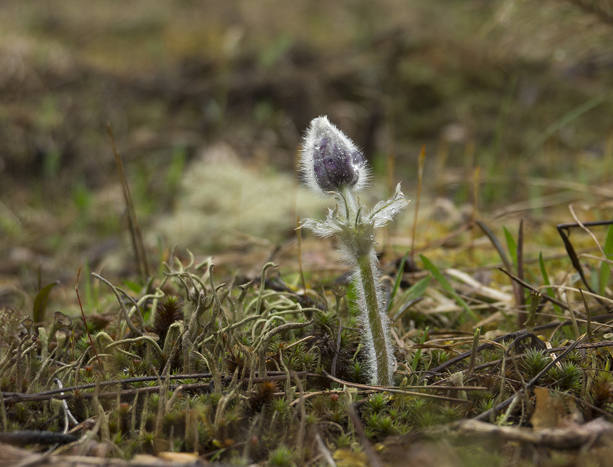 DSC00535_r