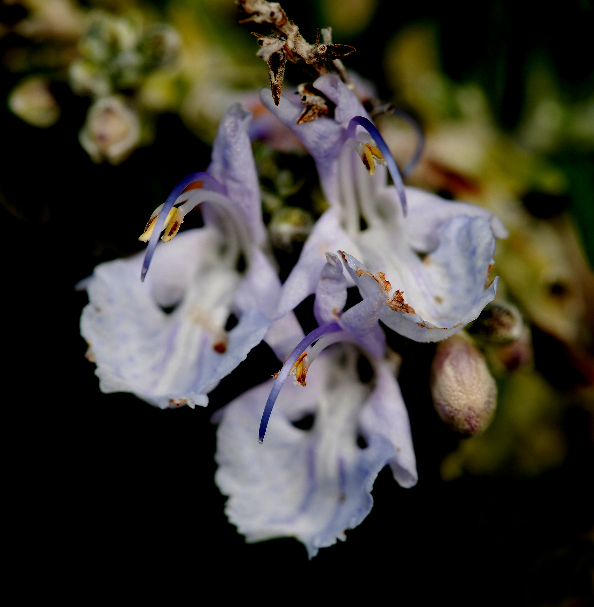 DSC_1796_M