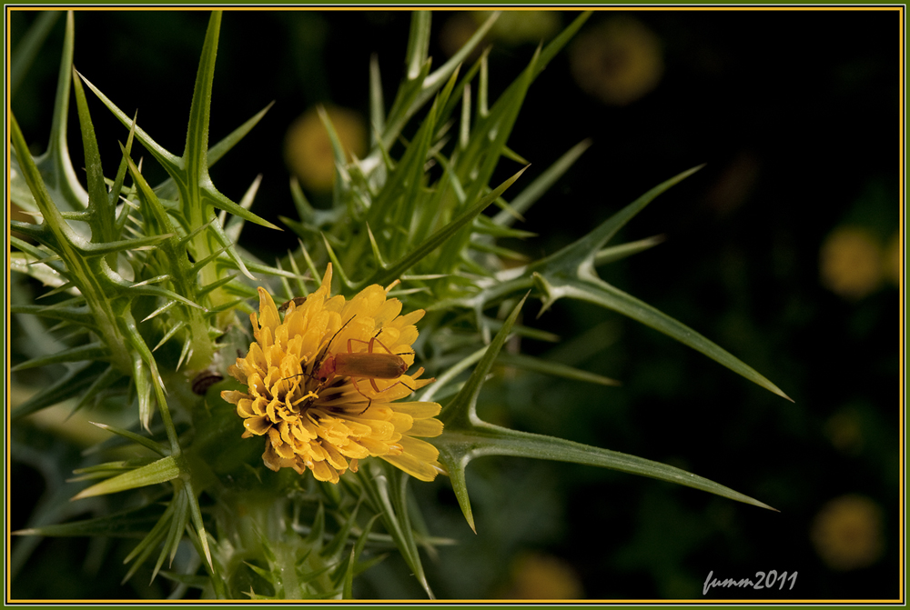 DSC_4232_FMWW